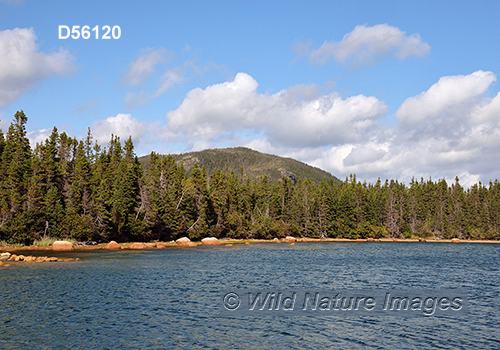 Terra Nova National Park, Newfoundland